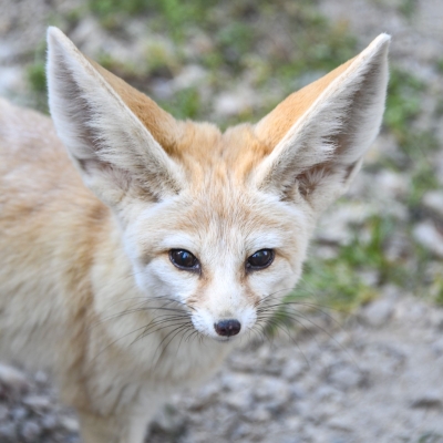 Woestijnvos - De Zonnegloed - Dierenpark - Dieren opvangcentrum - Sanctuary